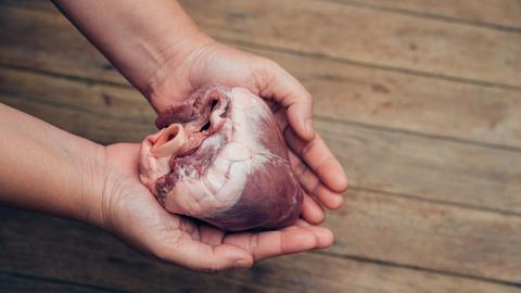 Ein Schweineherz in der Hand